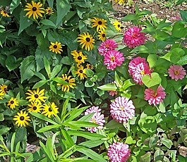 鮮花,季節(jié)性,百日草