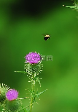 熊蜂,薊,自然