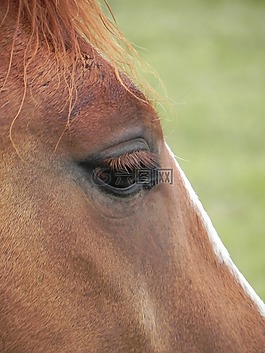 眼,馬,棕色