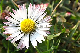 雛菊,草地,性質(zhì)
