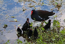 morehen,小雞,野生動物