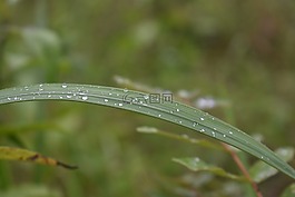 露水,里德,水滴