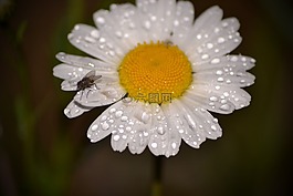 白,雛菊,鮮花