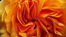 橙色,花,花瓣