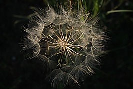 瘦果,花序,種子