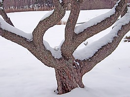 樹,雪,冬天