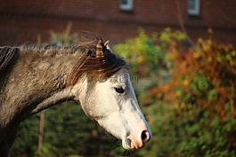 馬,模具,純種阿拉伯