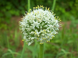 花,盛開,花瓣