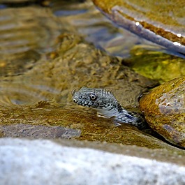 蛇,水,動物