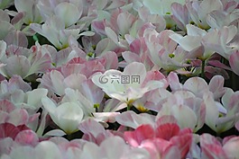 郁金香,鮮花,顏色