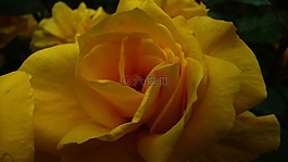 玫瑰,黃色,花