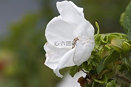 花,狗,白