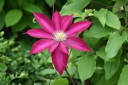 鐵線蓮,花,紫色