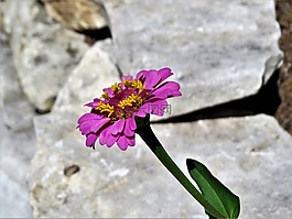 花,粉紅色,紫色