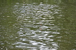 水,河,池
