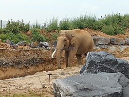 大象,樹干,哺乳動(dòng)物