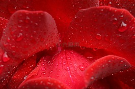 玫瑰,花,雨