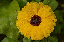 花,黃色,性質(zhì)