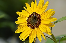 向日葵,黃色,花