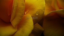 玫瑰,黃色,鮮花