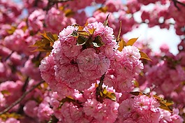 枝杈,樹,花