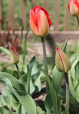 郁金香,鮮花,春天