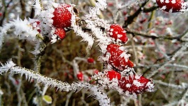 弗羅斯特,水果紅色,野玫瑰