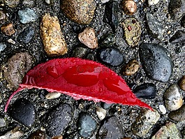 石,濕,紅色
