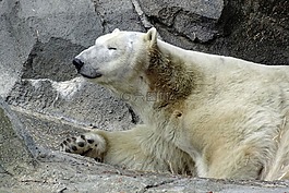 北極熊,熊,動(dòng)物園