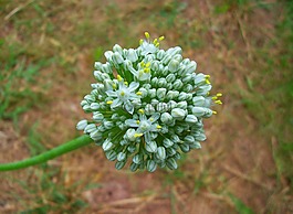 鮮花,洋蔥,穗