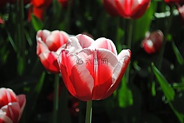 郁金香,紅色,白