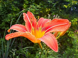 百合,花,紅色