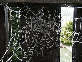 蛛網(wǎng),web,蜘蛛