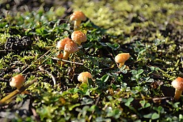 蘑菇,真菌,露珠