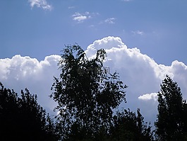 樹,云,天空
