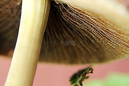 性質(zhì),蘑菇,森林