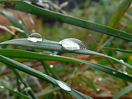 露水,葉,水分