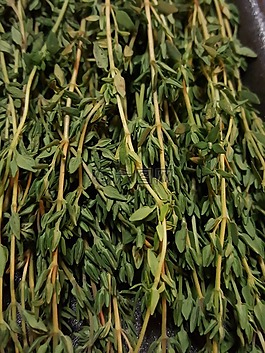 麝香草,绿色,生产