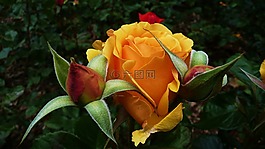 橙色,玫瑰,芽