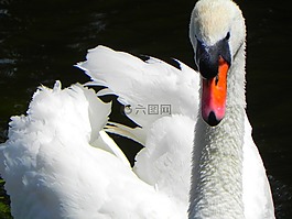 天鵝,鳥(niǎo),羽毛
