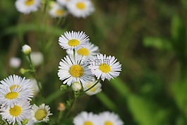 野生花卉,草地,鮮花