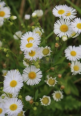 野生花卉,花多,鮮花