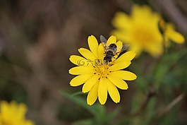 蜜蜂,花,黃色