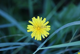 花,黃色,指出花