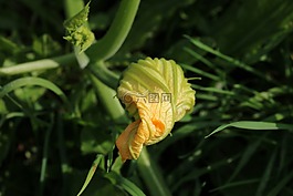 開花,南瓜,性質