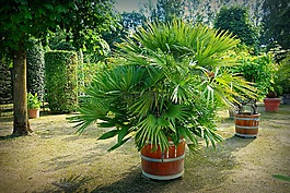 棕櫚,盆栽棕櫚,橘園