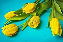 鮮花,春,郁金香
