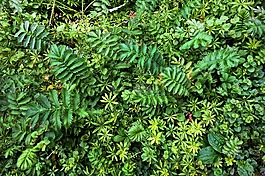 植物,植被,葉子