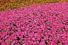 鲜花,粉红色,橙色