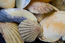 低潮,海灘,海